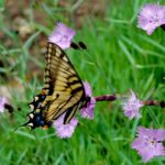 A tiger swallowtail on Dianthus